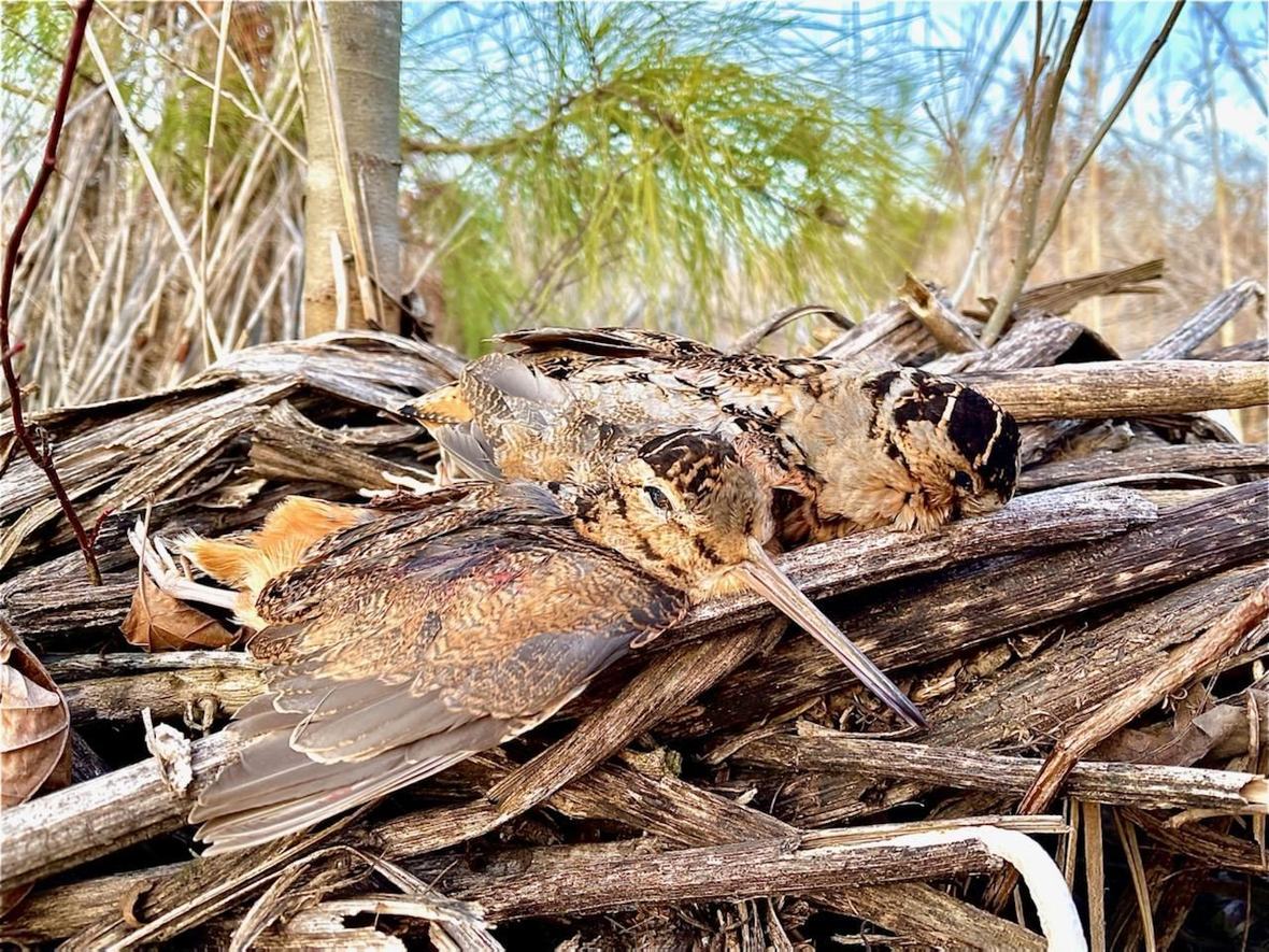 Upland Birds hunting in Virginia