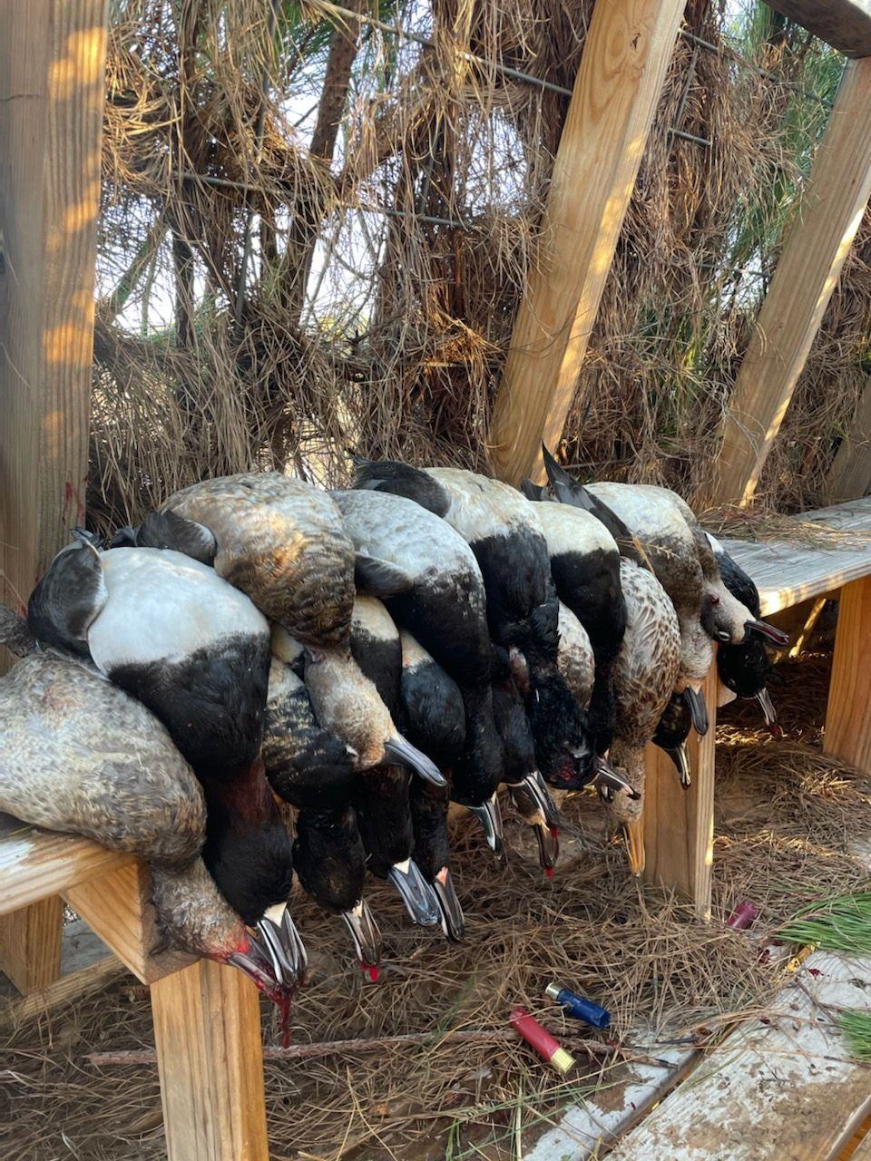 Duck & Goose hunting in Virginia